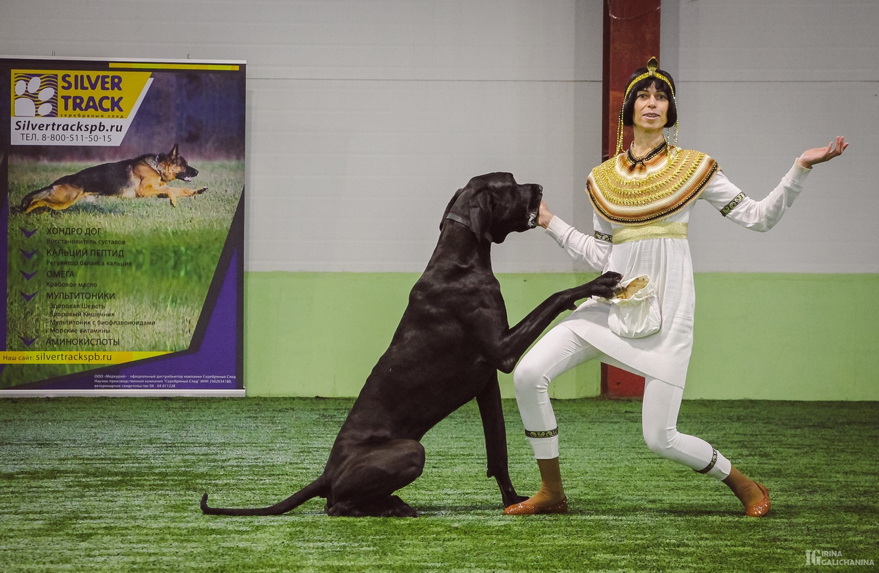 Квалификационные соревнования по танцам с собаками