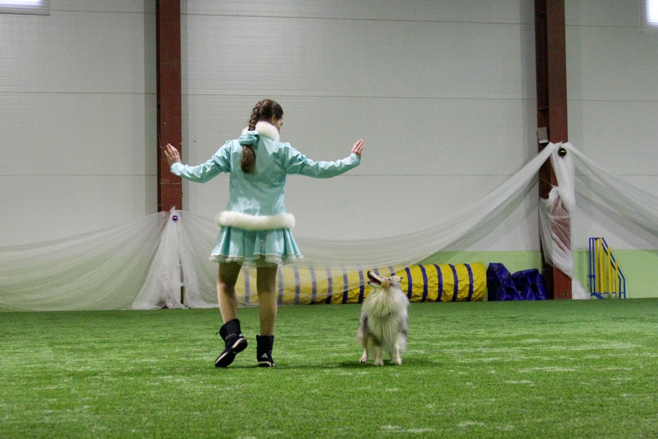 Тренировочные соревнования по танцам с собаками